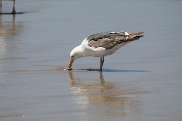 Seagull at the beach