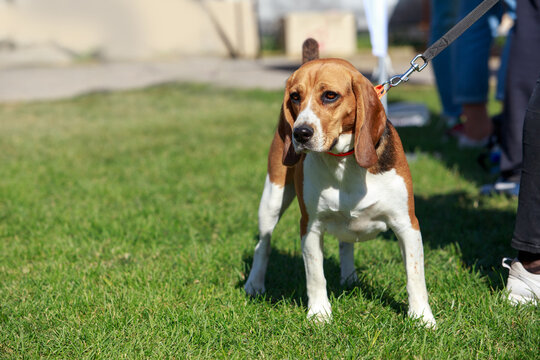 The dog breed beagle