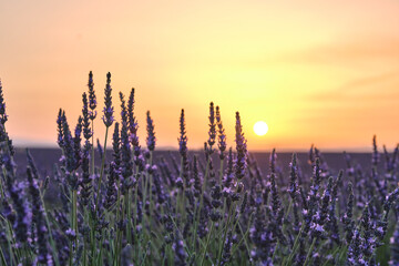 Close-up of lavender in bloom at sunset, with the sun setting on the horizon. Provence, France