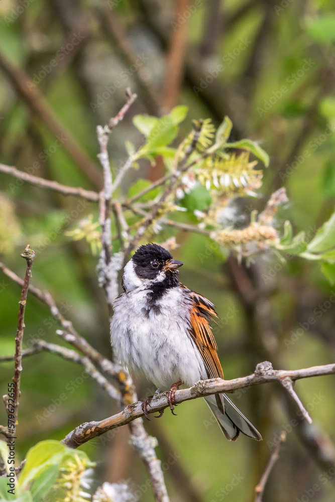 Sticker Close up of a Reed Bunting sitting in a bush