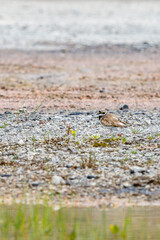 Plover bird standing on a beach