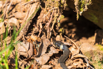 Grass snake creep on old leaves