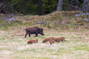 Wild boar sow with piglets on a grass meadow