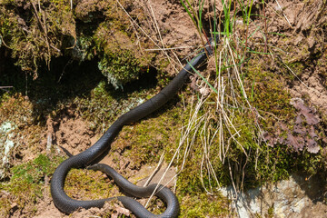 Long Grass snake crawling on the forest floor