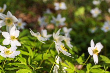 Wood anemones flowering in springtime