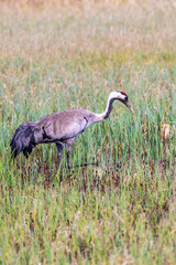 Crane walking in a swamp