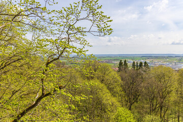 Landscape view with lush green trees at spring