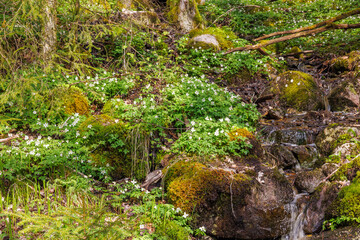 Stream with flowering Wood anemones a sunny spring day