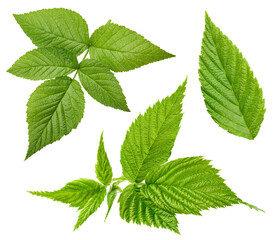 Raspberry leaf isolated on white background
