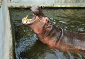 Hippo opens mouth to receive food