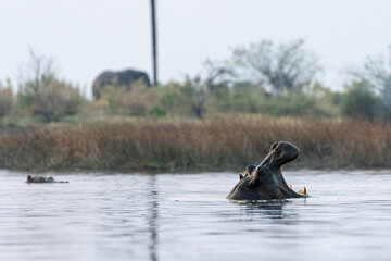 Low perspective shot of a partially submerged hippotamus, Hippopotamus amphibius, floating in the...