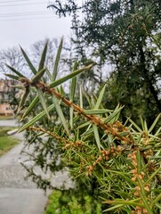 Fototapeta premium pine tree branches