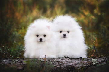 two white pomeranian spitz puppies posing together in the forest