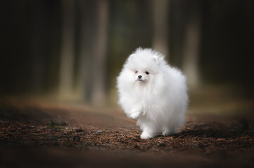  cute pomeranian spitz puppy standing in the forest with raised paw