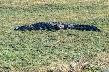 Telephoto shot of a nile crocodile - Crocodylus niloticus- resting on the banks of the Chobe river in Botswana.