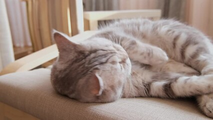 Silvery young cat sleeps, yawns and stretches sweetly. The Scottish fold breed. The concept of a pet in the house as happiness and cosiness. Close-up 4k footage with 25 fps - Powered by Adobe