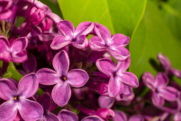 Branches of lilac flowers with green leaves on the background.