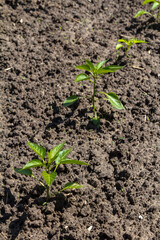Seedlings of bell pepper on the garden bed.