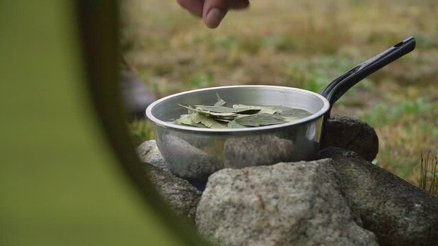Coca plant leafs being cooked for fresh Coca tea.