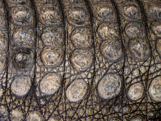 Nile crocodile (Crocodylus niloticus) portrait