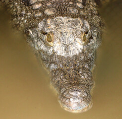 Nile crocodile (Crocodylus niloticus) portrait