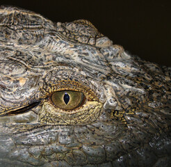 Nile crocodile (Crocodylus niloticus) portrait