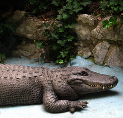 American alligator (Alligator mississippiensis) Muja, the oldest alligator in the world