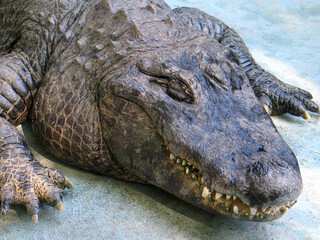 American alligator (Alligator mississippiensis) Muja, the oldest alligator in the world