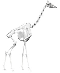 Skeleton of a giraffe // Black and White
