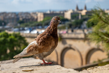 Malta: An Island with a Rich Heritage and a Modern Flair