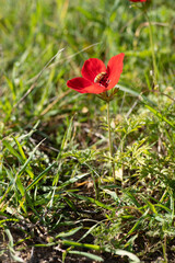Obraz premium Bee pollinating a red anemone flower while collecting pollen. Springtime.