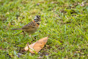 Rufous-collared Sparrow - Zonotrichia capensis, beautiful small New World sparrow, Volcán, Panama.