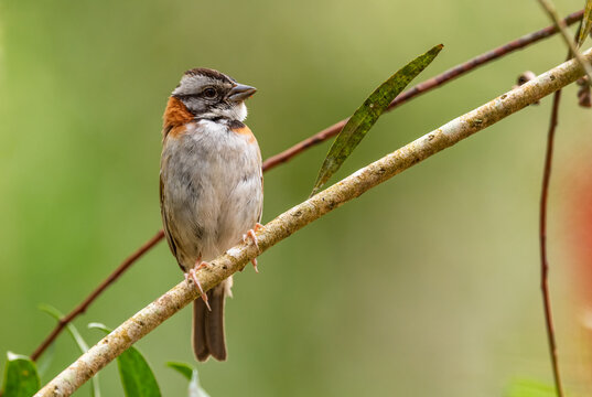 Rufous-collared Sparrow - Zonotrichia capensis, beautiful small New World sparrow, Volcán, Panama.