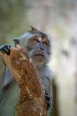 Crab-eating macaque (Macaca fascicularis), also known as the long-tailed macaque, is common in Bali