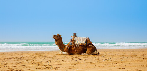 camel,  dromadery on the beach in Morocco