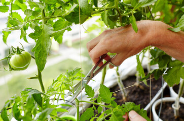 Men's hands pruning suckers (side shoots) from tomato plants with scissors. Farmer man gardening in home greenhouse