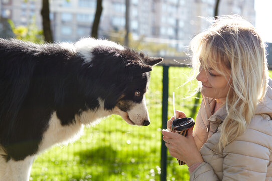 Owner plays with a siberian laika dog in autumn park. Friendship of a dog and a woman