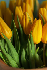 Beautiful yellow tulips, macro. spring women's day