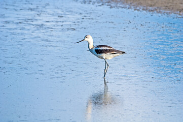 American Avocet (Recurvirostra americana) on Great Salt Lake, Utah, USA