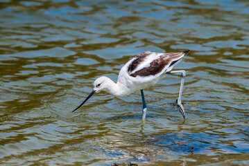 American Avocet (Recurvirostra americana) on Great Salt Lake, Utah, USA