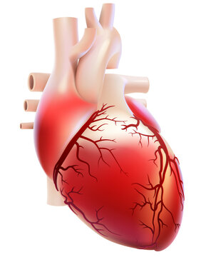 Characteristic illustration of the vascular duct of the human heart. use in medicine and education