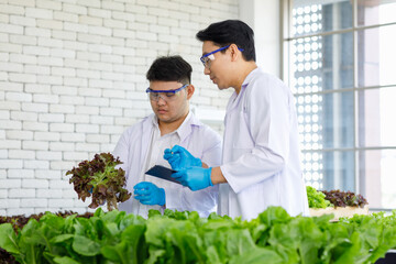 Two Asian professional male scientists researchers in white lab coat standing smiling holding fresh raw organic green leaf salad vegetable in wooden crate monitoring examining quality in indoor farm