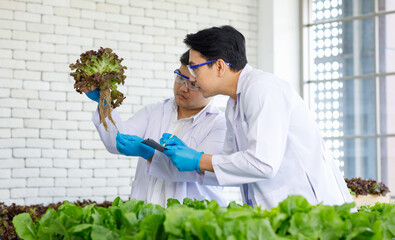Two Asian professional male scientists researchers in white lab coat standing smiling holding fresh raw organic green leaf salad vegetable in wooden crate monitoring examining quality in indoor farm
