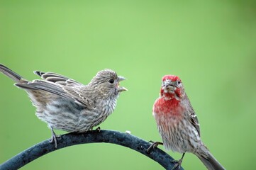 comic picture of two house finches where the male seems a little overcome with the courtship