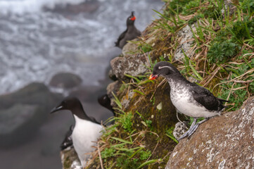 Parakeet Auklets (Aethia psittacula), Thick-billed Murres (Uria lomvia) and Crested (Aethia cristatella) at St. George Island, Pribilof Islands, Alaska, USA