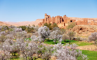 Fototapeta na wymiar Tamedakhte village with almond tree- Kasbah near ben haddou- Morocco