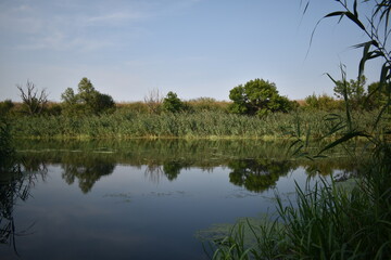 reflection of trees in water
