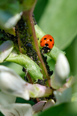 Coccinelle mangeant des pucerons sur un plant de fèves