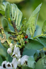 Coccinelles mangeant des pucerons sur un plant de fèves