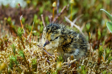 Temminck's Stint (Calidris temminckii) chick in Barents Sea coastal area, Russia